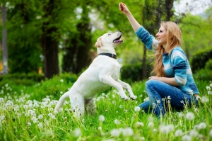 Top basic requirements of every dog Top basic requirements of every dog